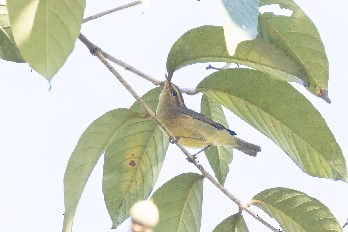 Tickell Çıvgını - ML645774065