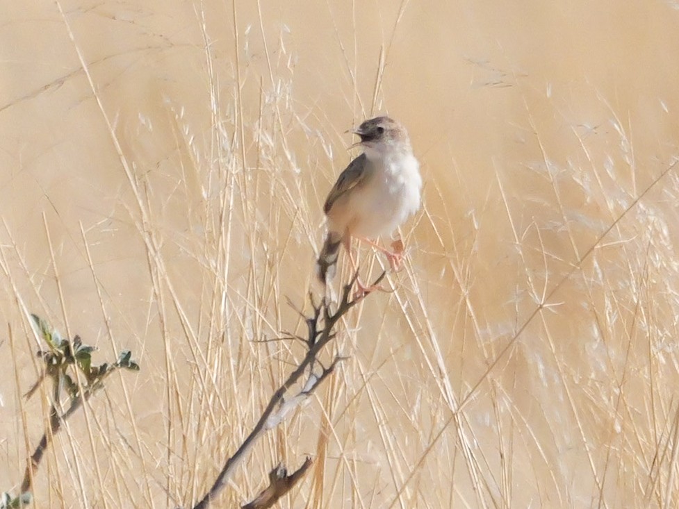 Desert Cisticola - ML645774067