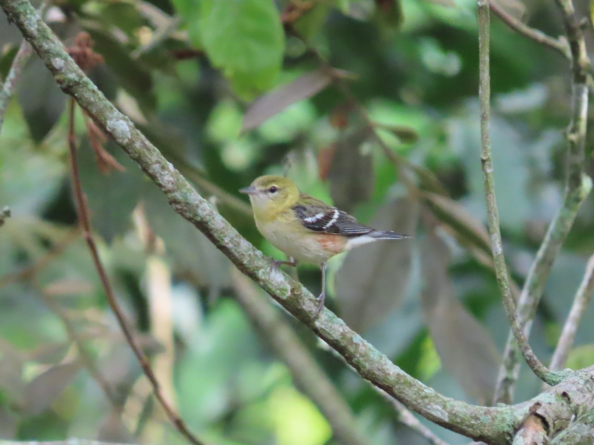 Bay-breasted Warbler - ML645774073