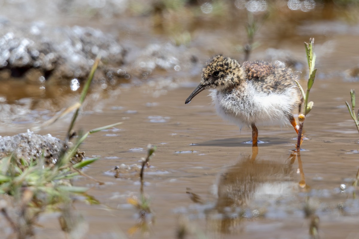 Diademed Sandpiper-Plover - ML645774077