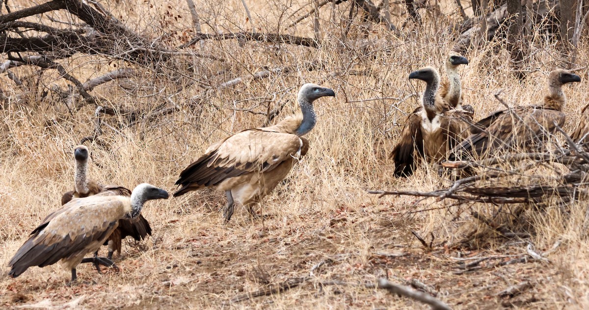 White-backed Vulture - ML645774079