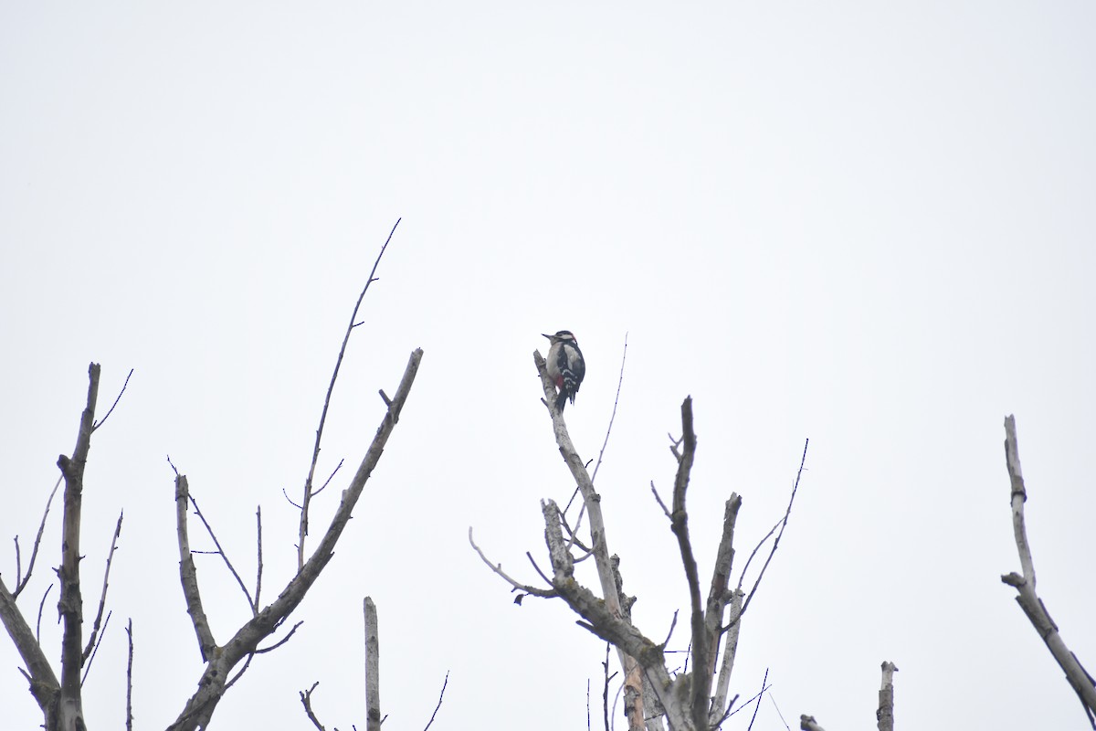 strakapoud jižní - ML645774081