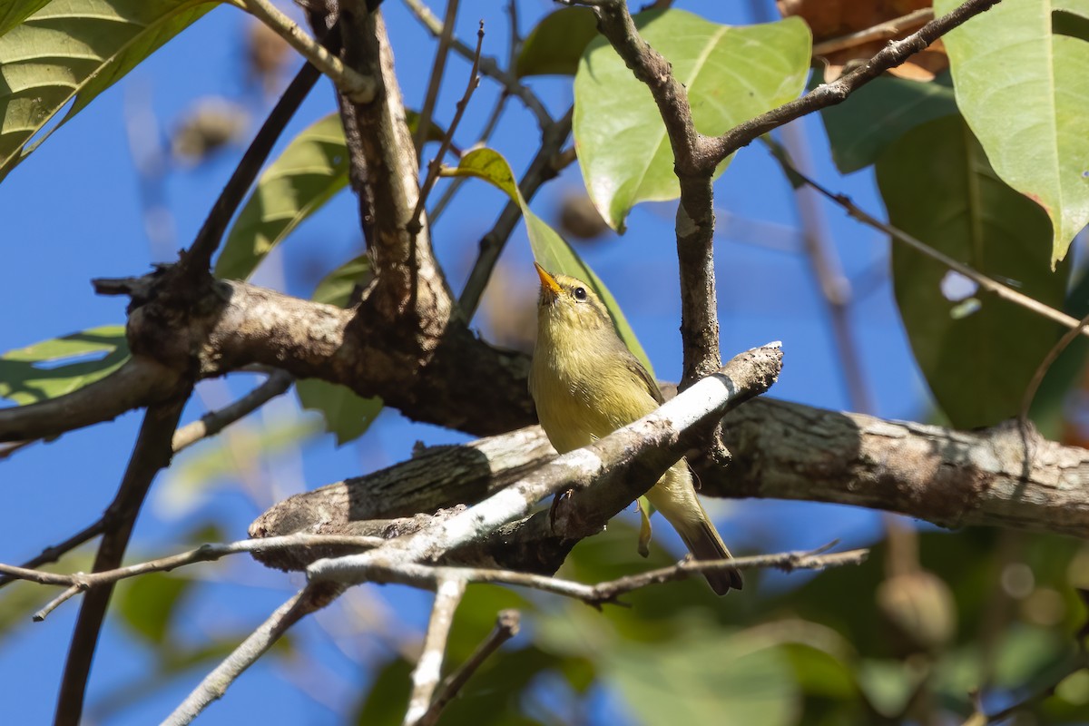 Tickell Çıvgını - ML645774082