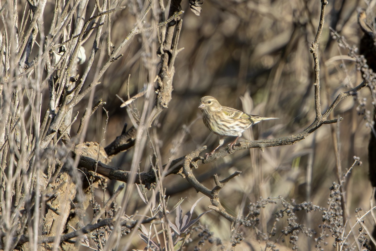 European Serin - ML645774083