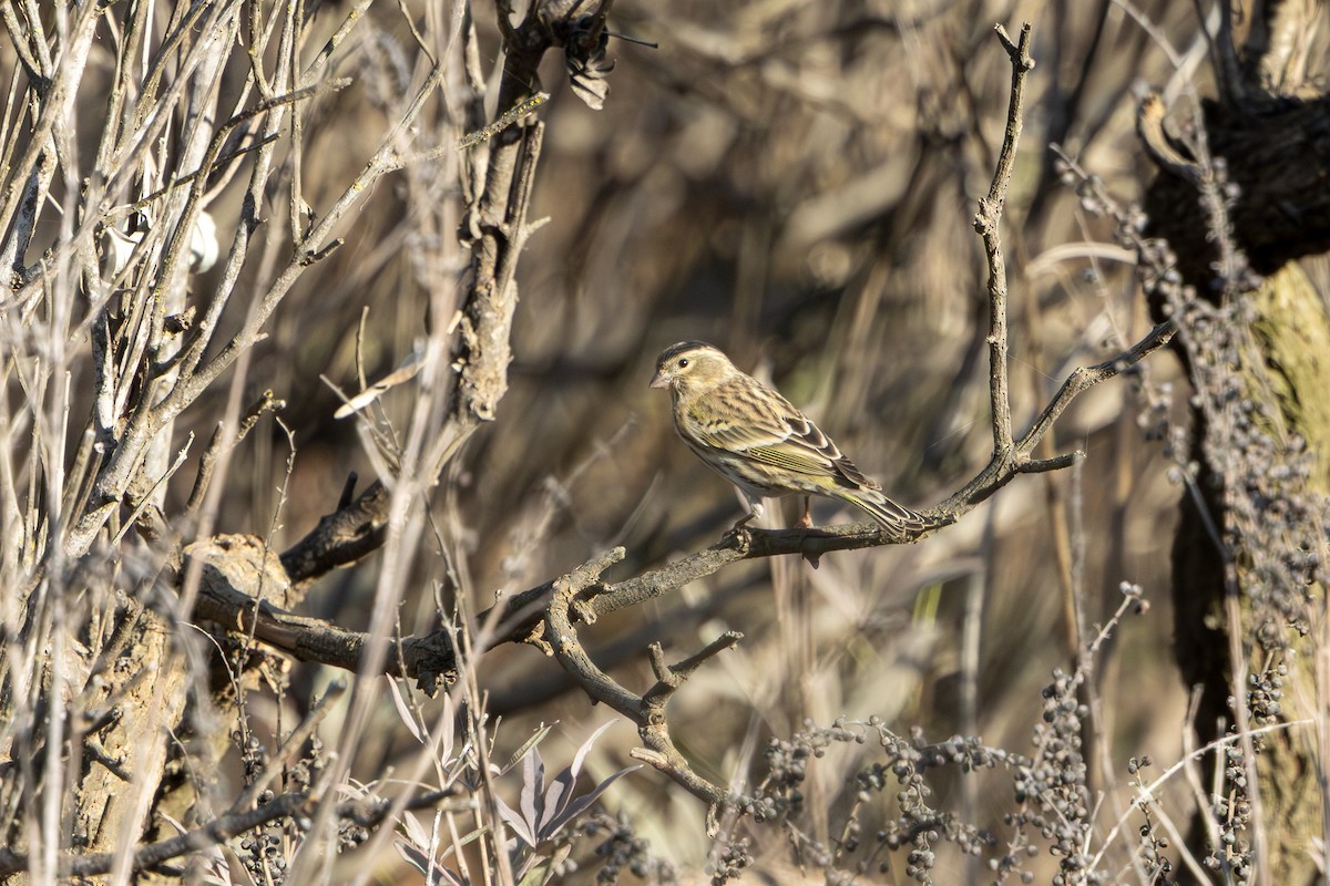 European Serin - ML645774084