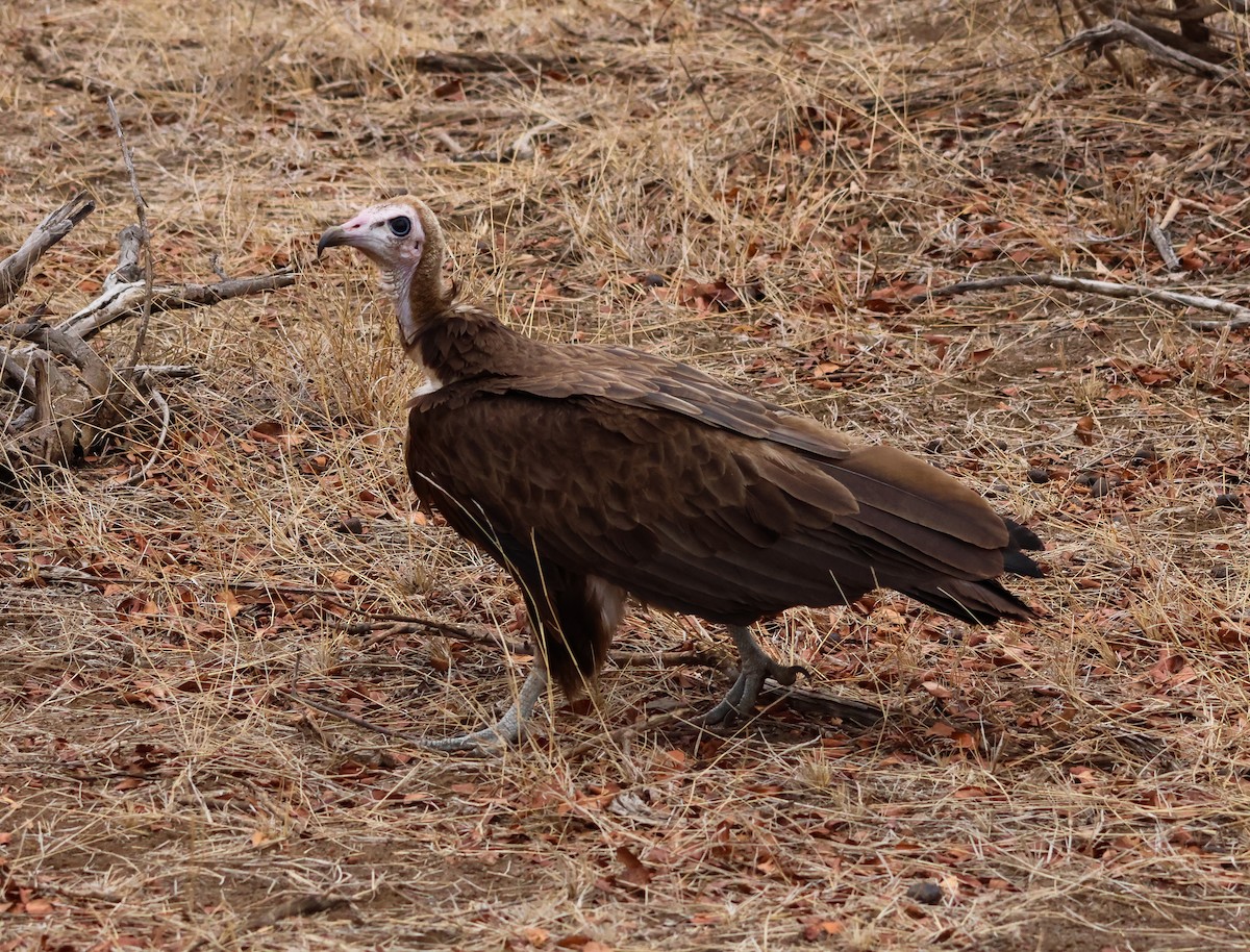 Hooded Vulture - ML645774085