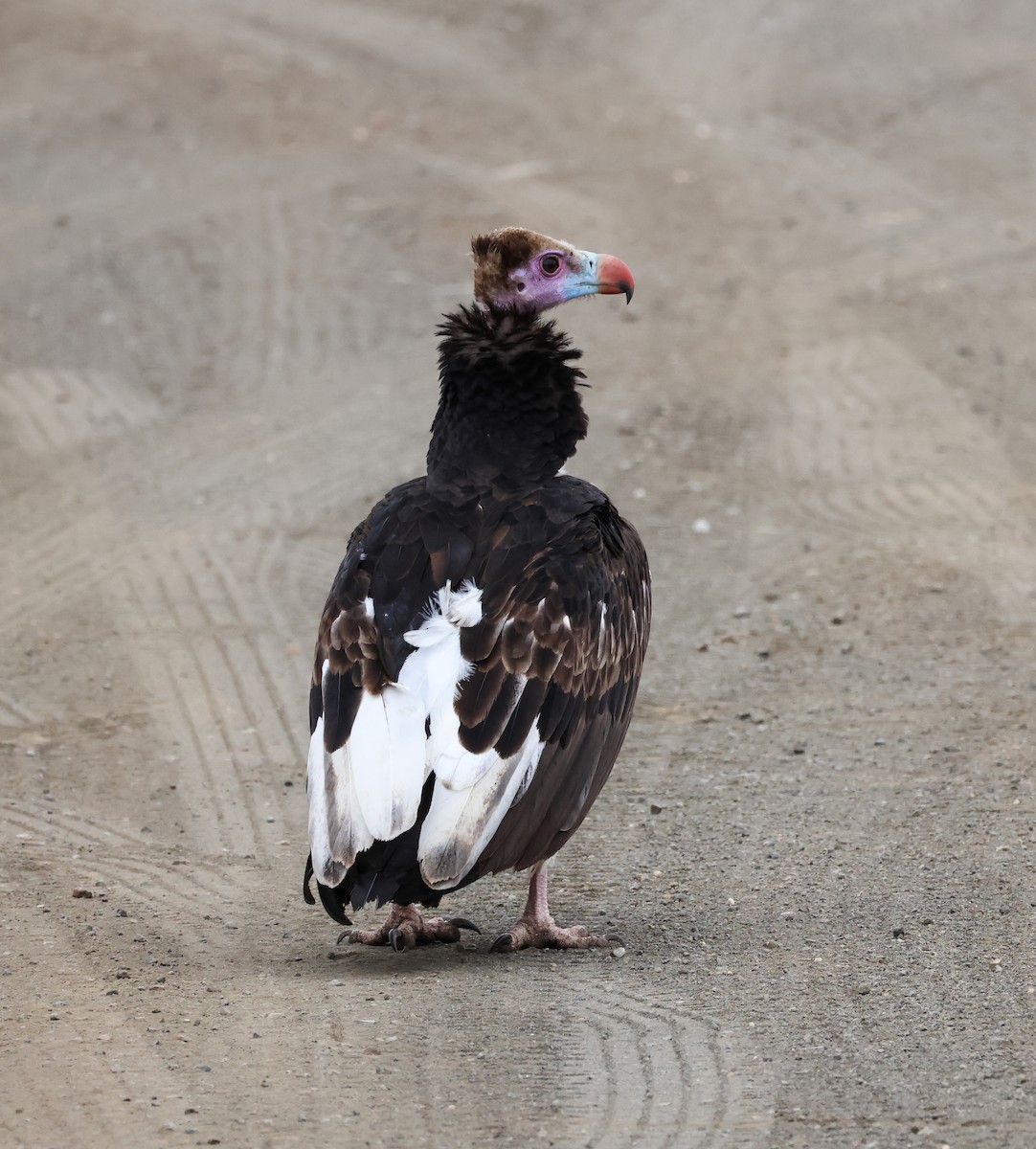 White-headed Vulture - ML645774091
