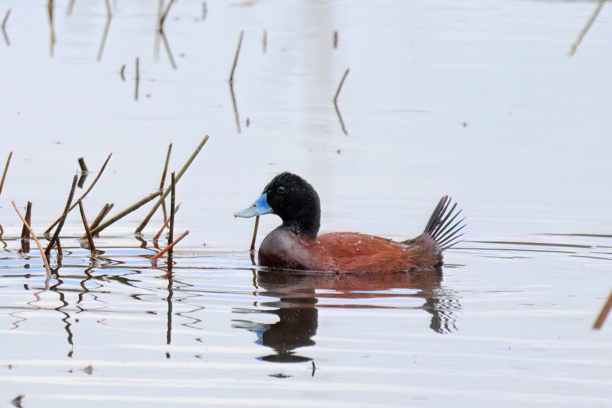 Blue-billed Duck - ML645774092