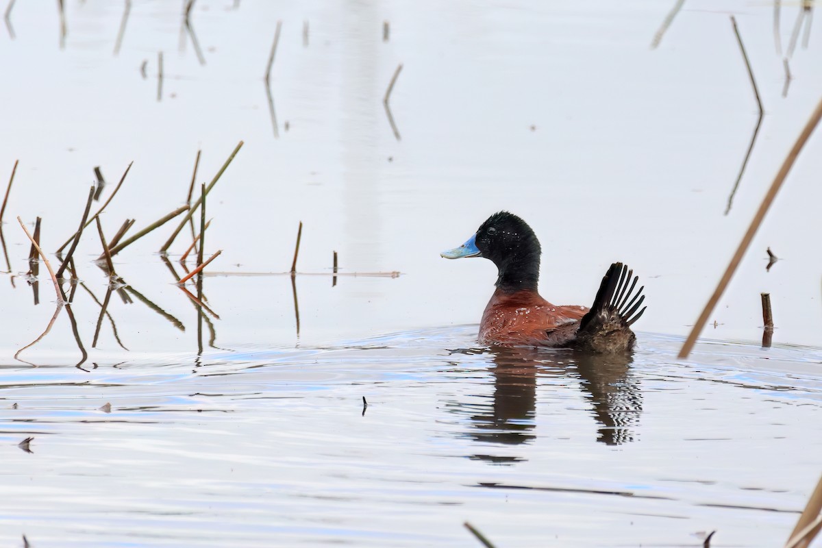 Blue-billed Duck - ML645774096
