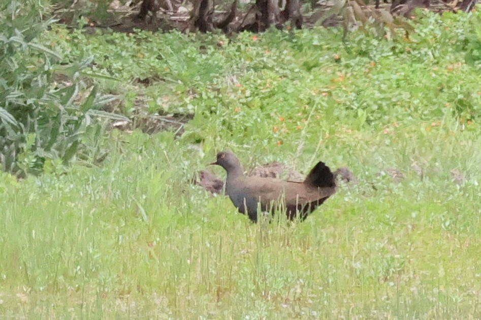Black-tailed Nativehen - ML645774098