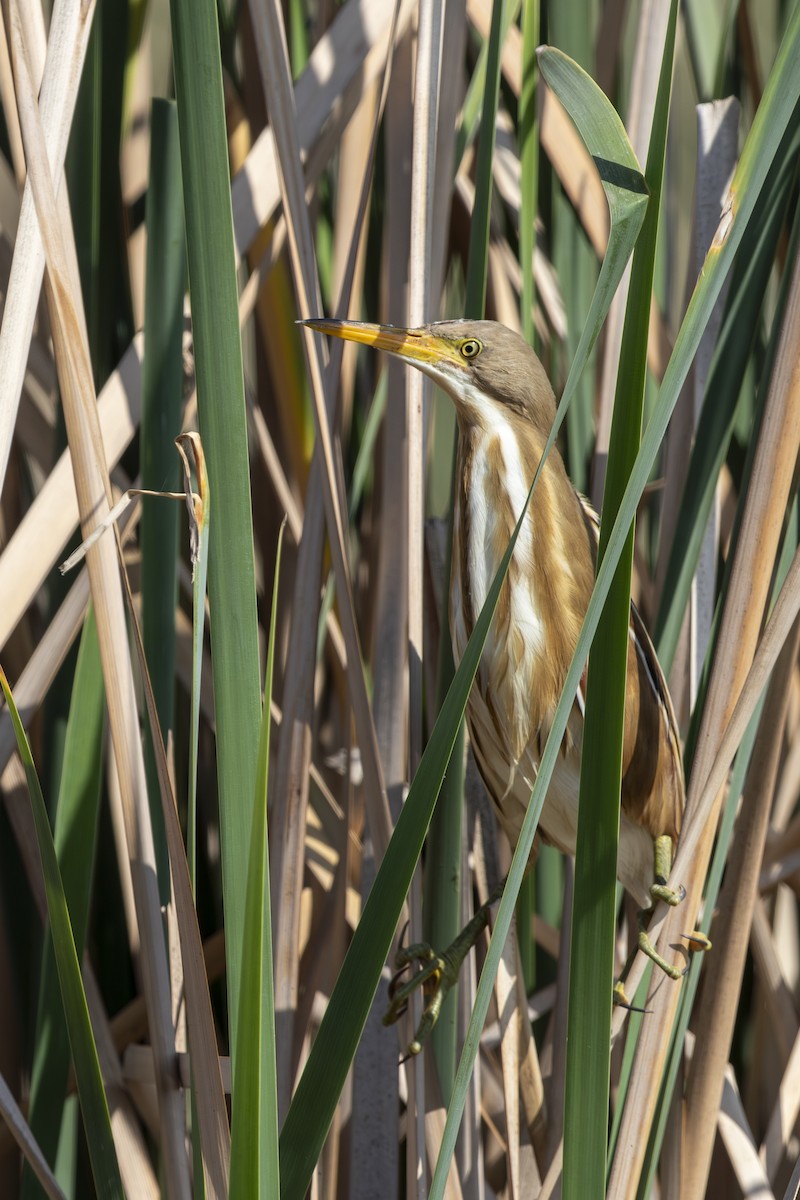 Stripe-backed Bittern - ML645774099