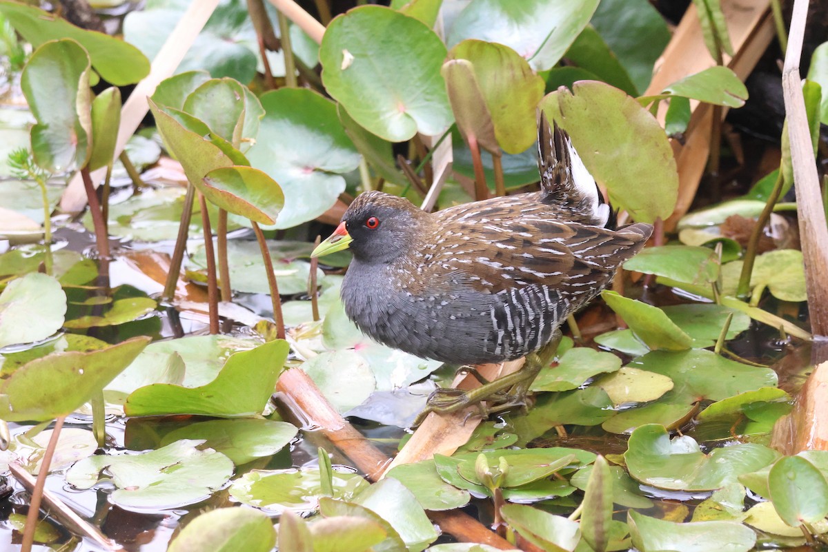 Australian Crake - ML645774100