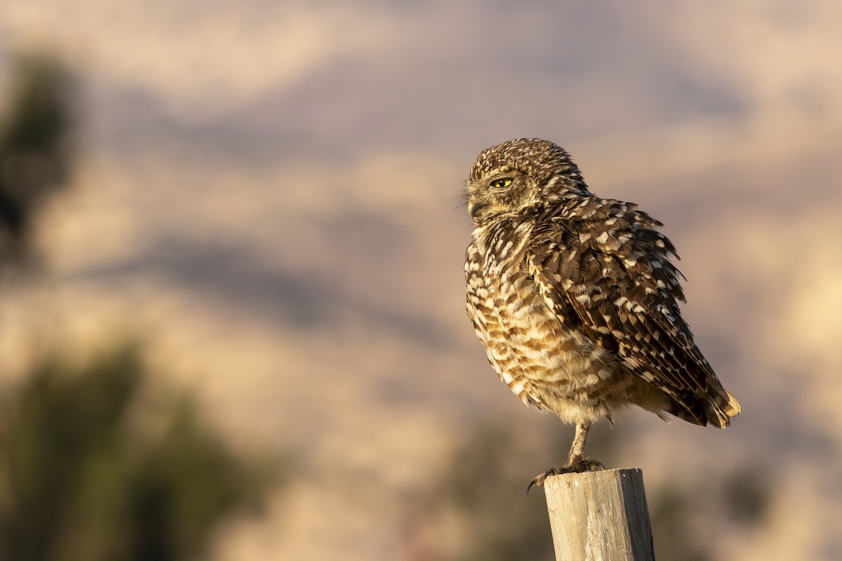 Burrowing Owl - ML645774101