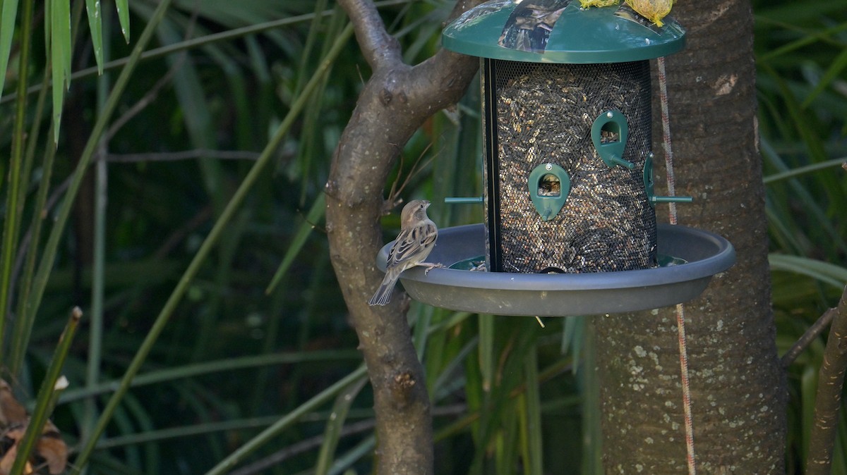 Горобець італійський - ML645774104