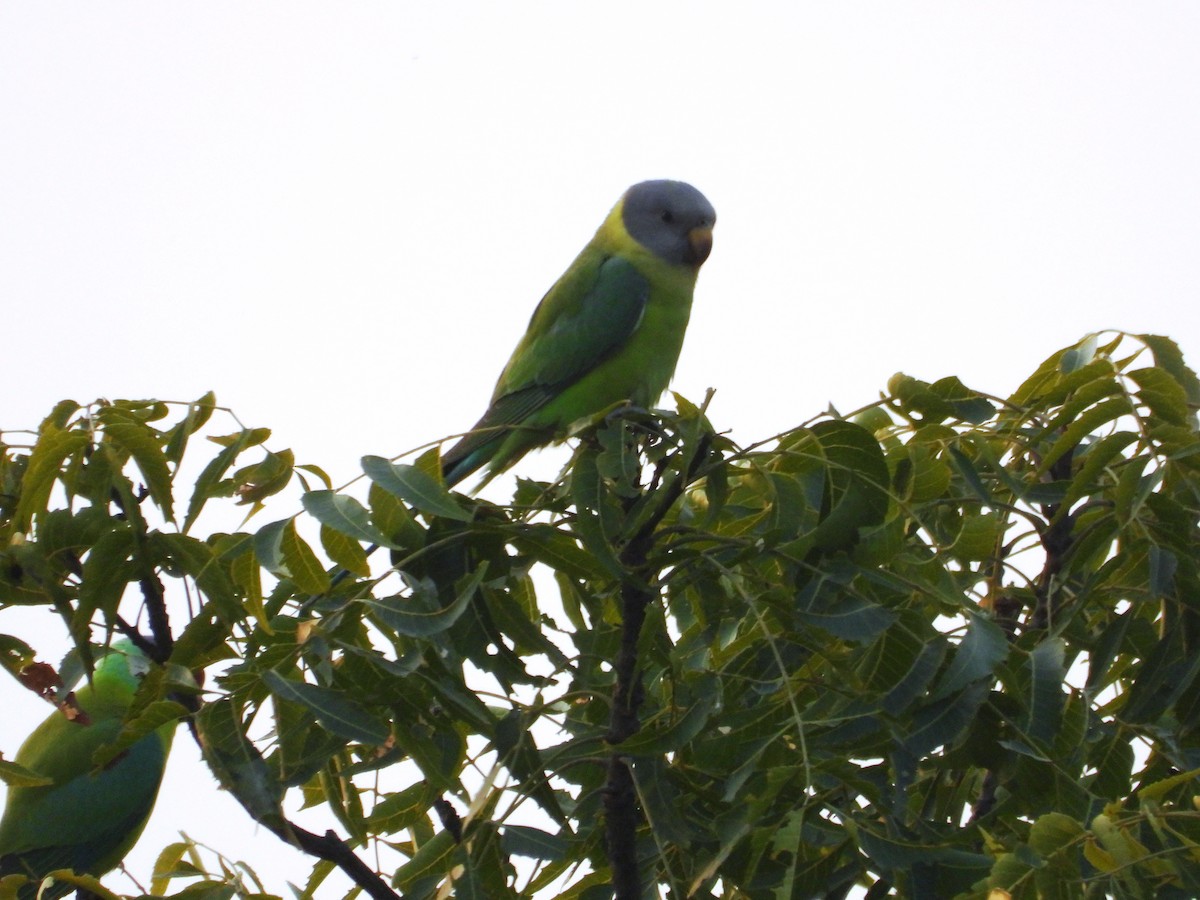 Plum-headed Parakeet - ML645774105
