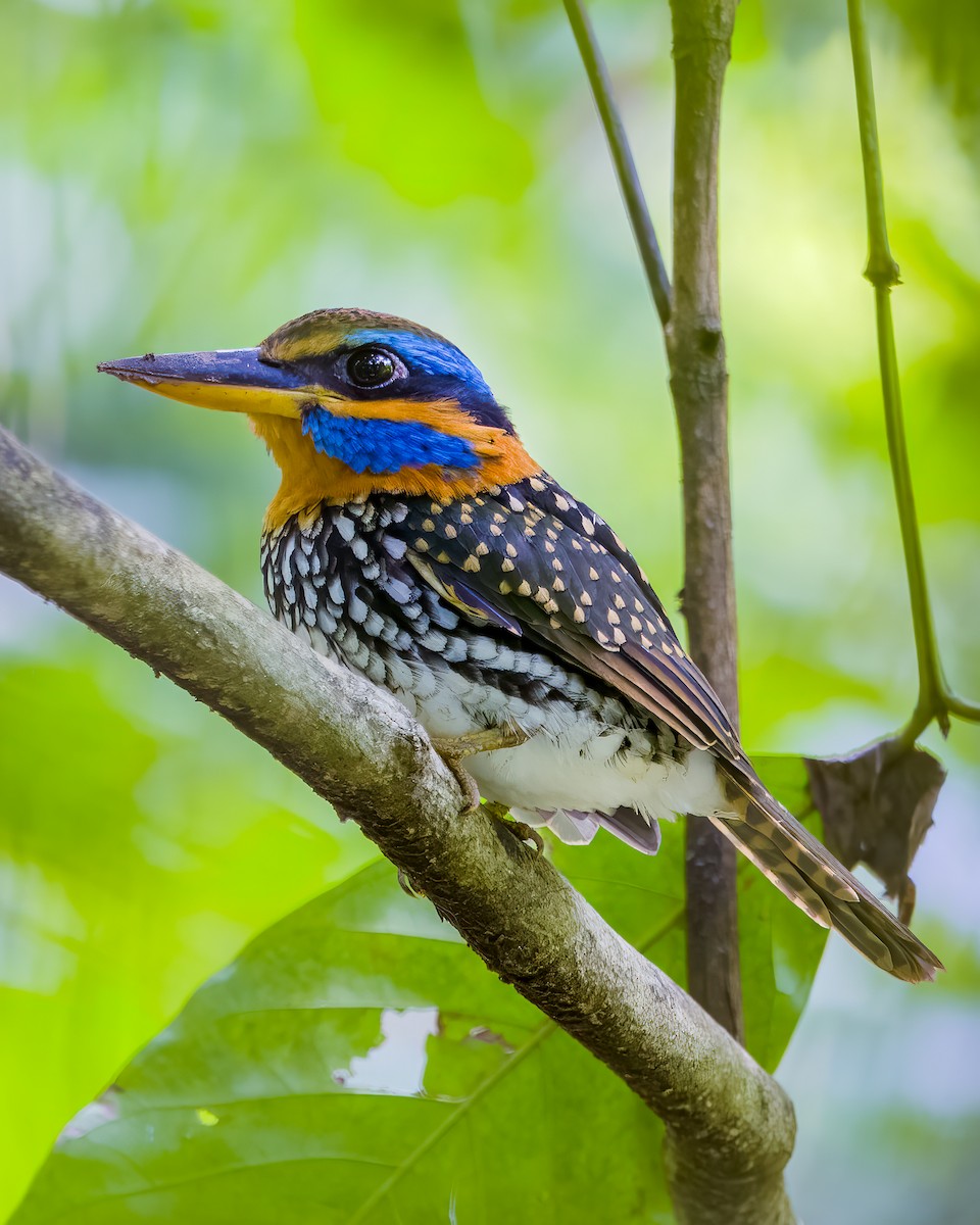 Spotted Kingfisher - ML645774113