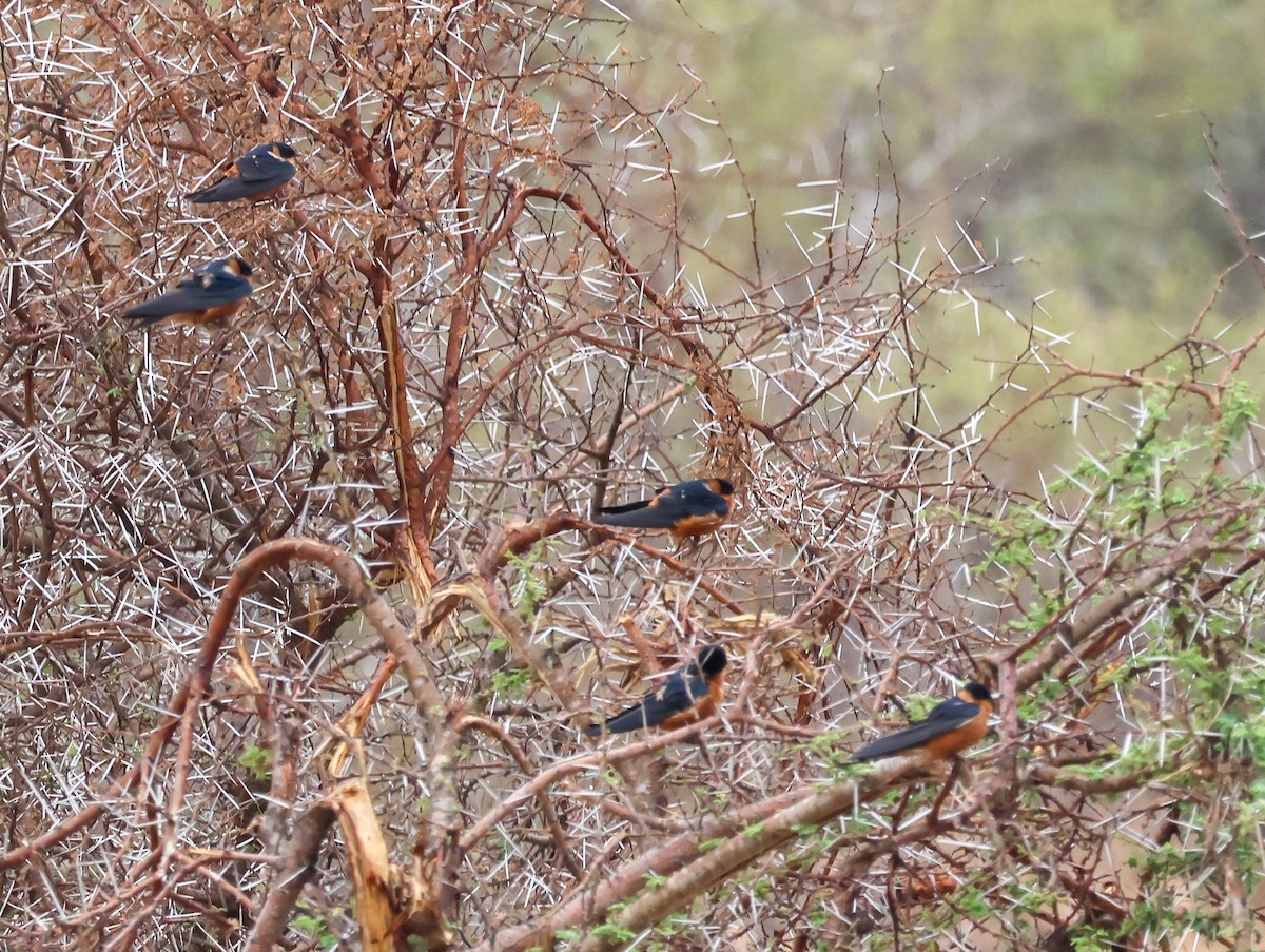 Rufous-chested Swallow - ML645774121