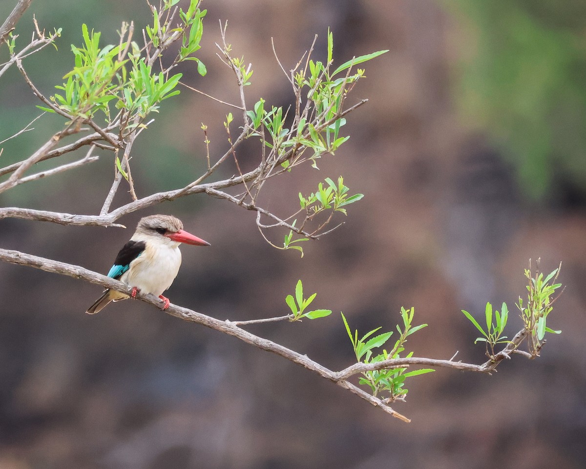 Brown-hooded Kingfisher - ML645774134