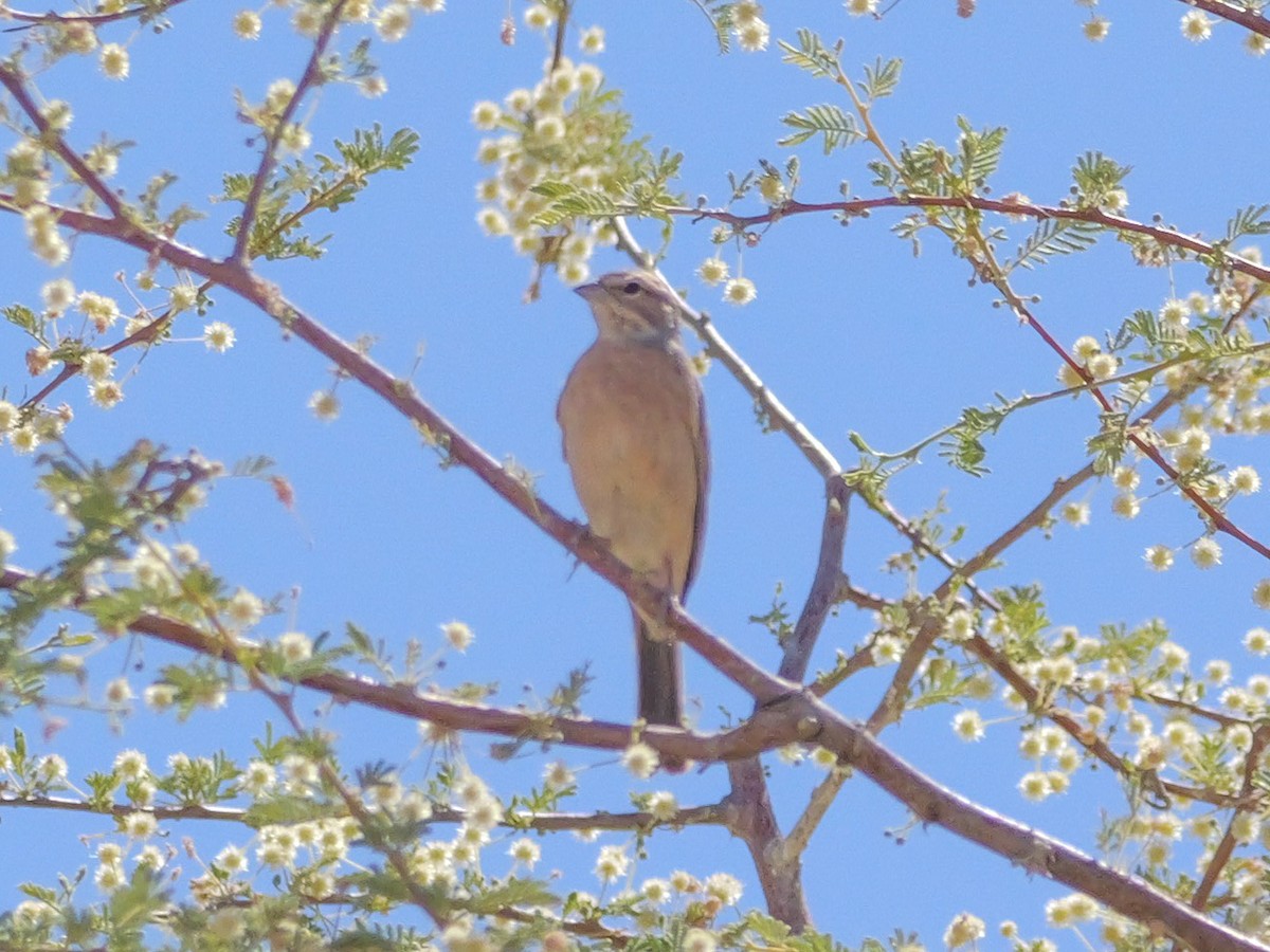 Haitz-berdantza - ML645774136