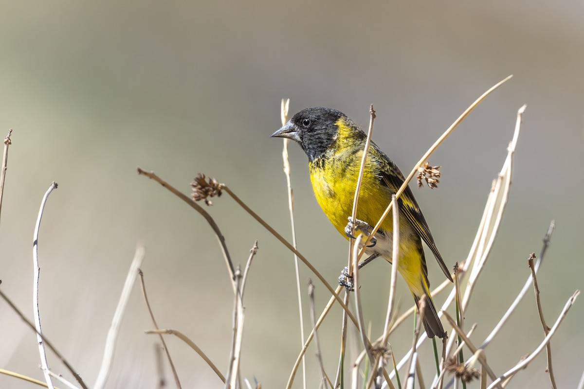 ハシブトヒワ - ML645774140