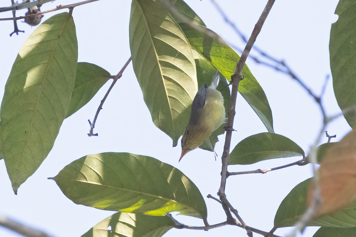 Tickell Çıvgını - ML645774147