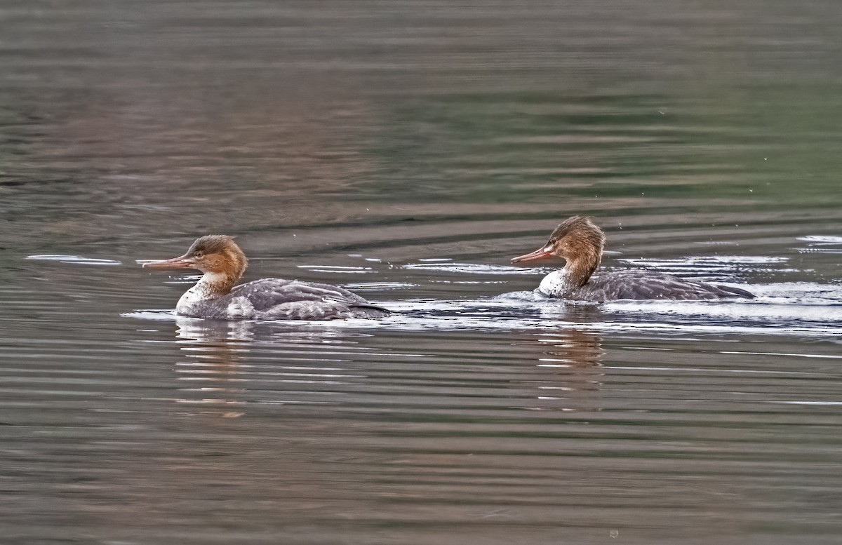 紅胸秋沙 - ML645774153