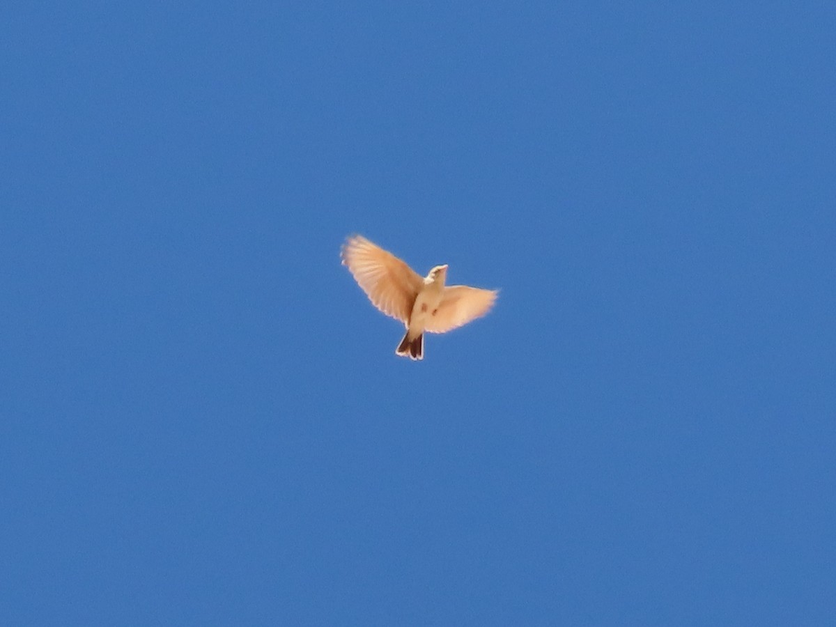 Arabian Lark - ML645774154