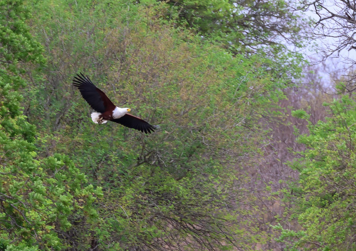 African Fish-Eagle - ML645774156