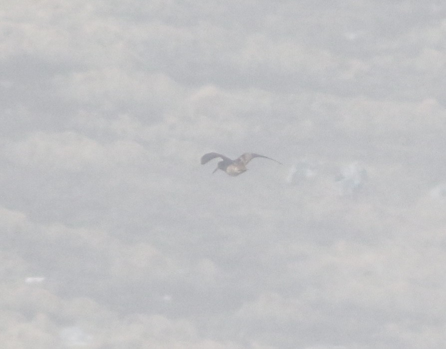 Eurasian Woodcock - ML645774165