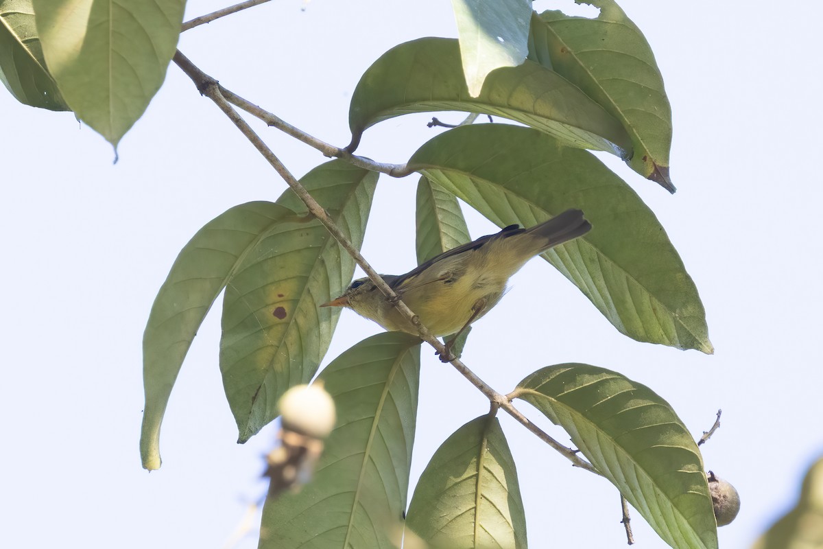 Tickell Çıvgını - ML645774166