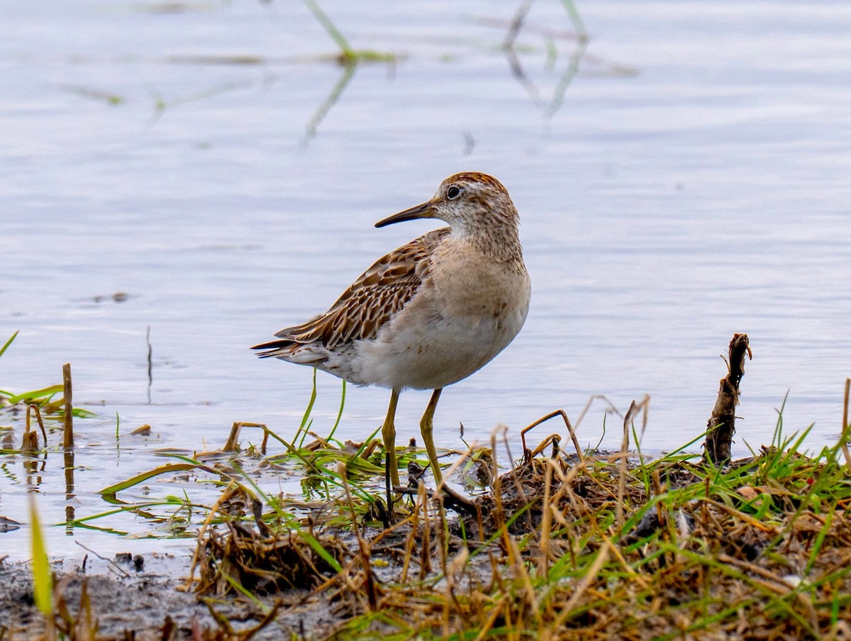 Sharp-tailed Sandpiper - ML645774189