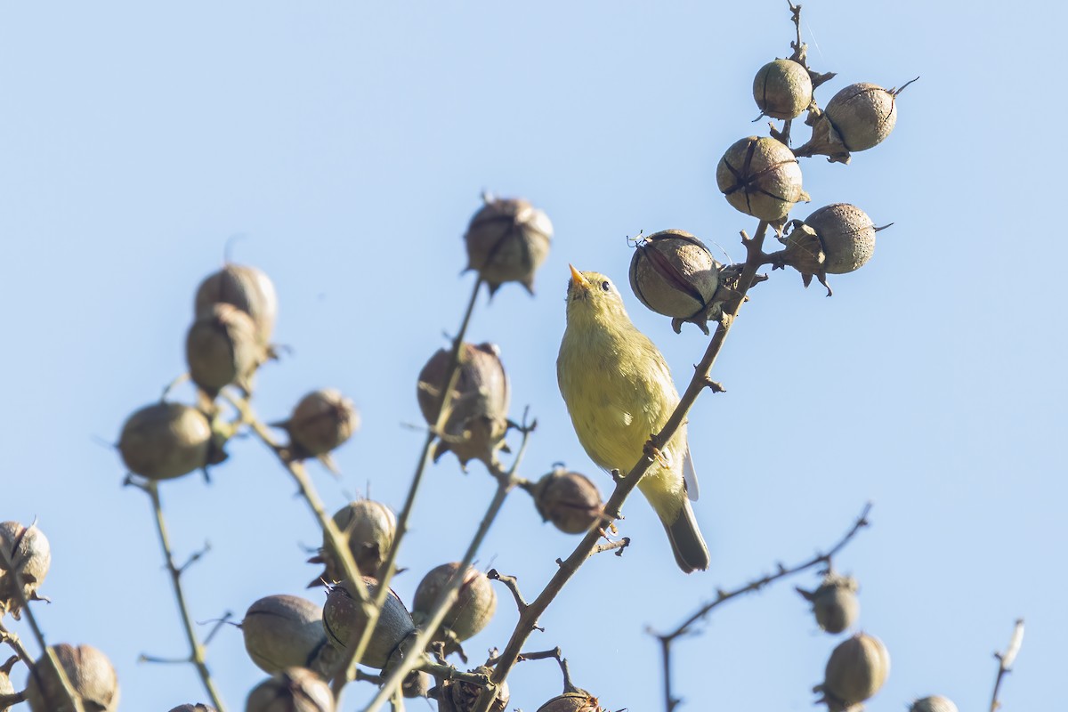 Tickell Çıvgını - ML645774191