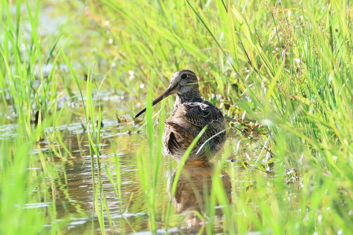 bajkalbekkasin - ML645774193