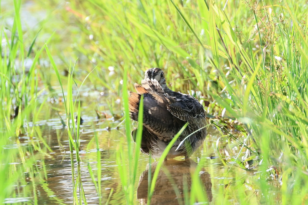 bajkalbekkasin - ML645774194