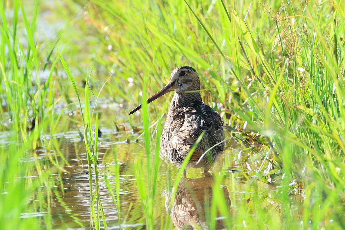 bajkalbekkasin - ML645774195