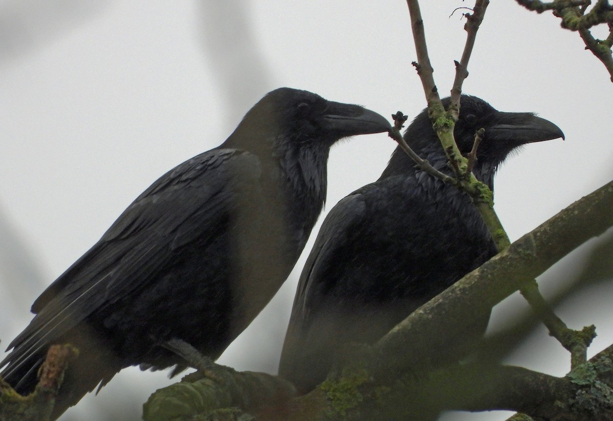 Common Raven - ML645774200