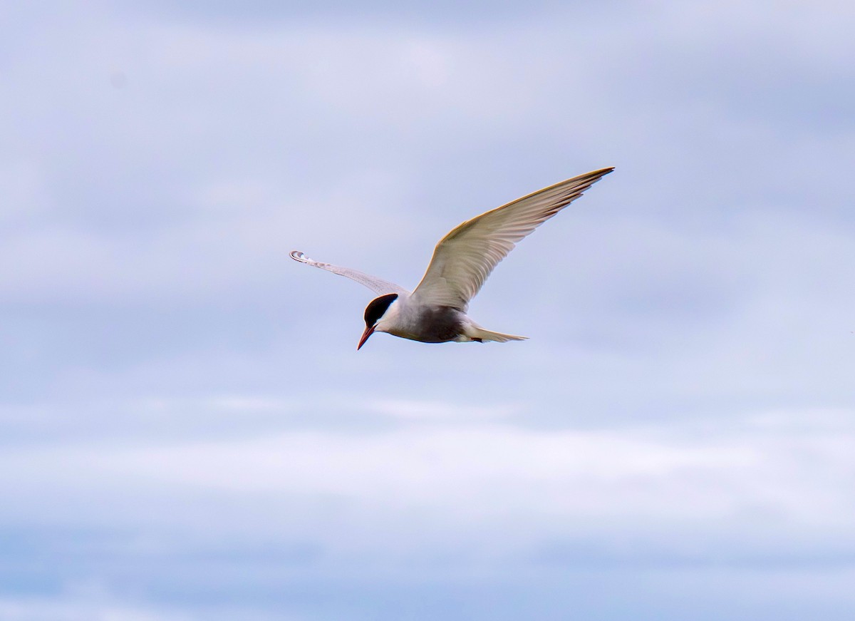 Whiskered Tern - ML645774204