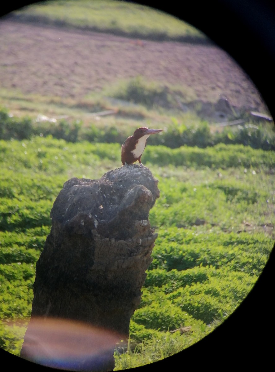 White-throated Kingfisher - ML645774213