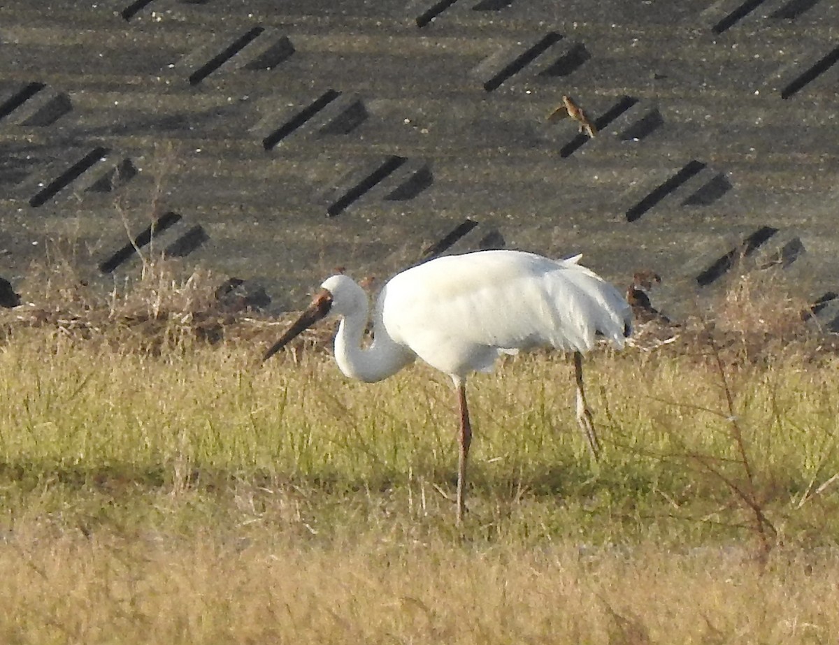 Siberian Crane - ML645774214