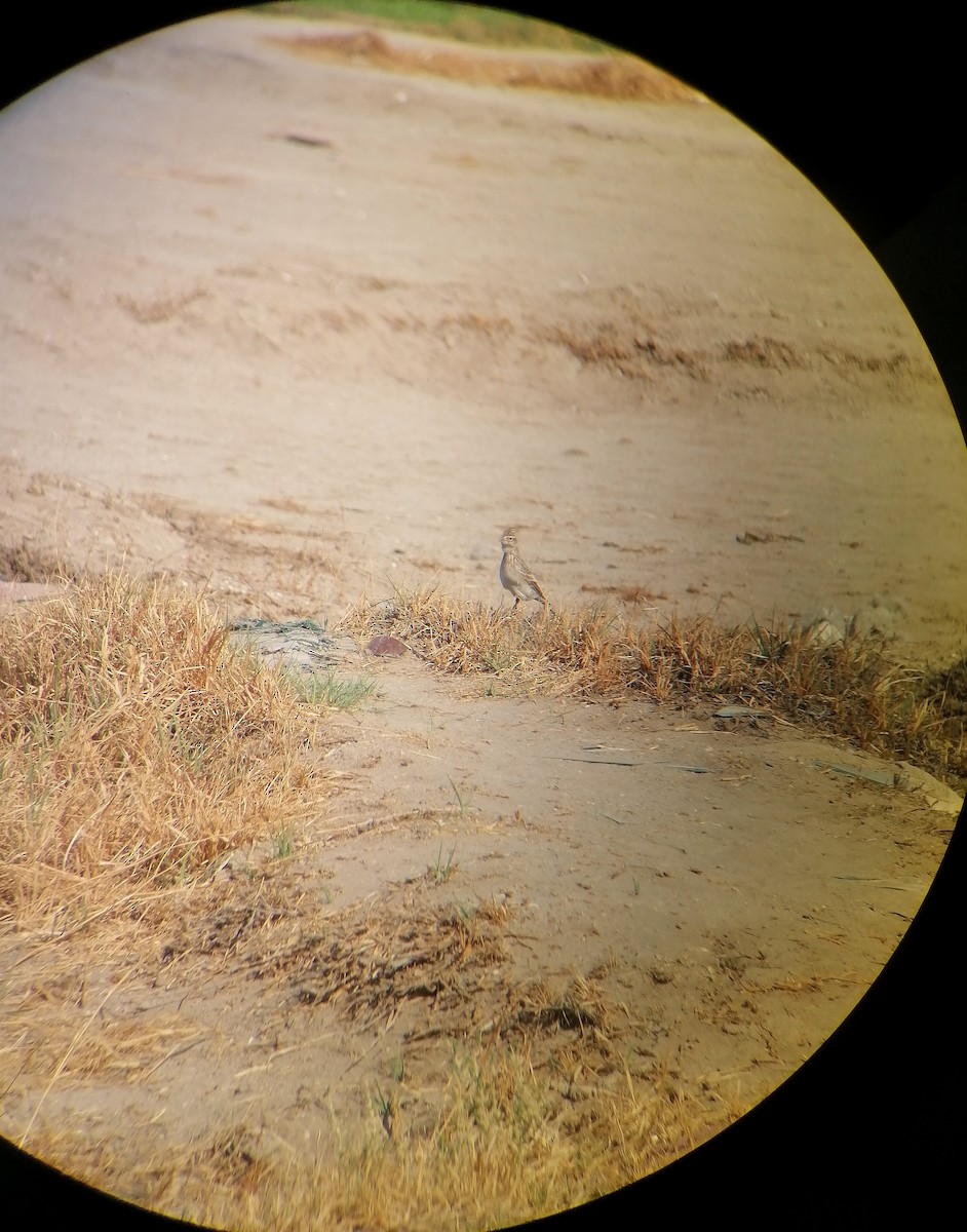 Eurasian Skylark - ML645774216