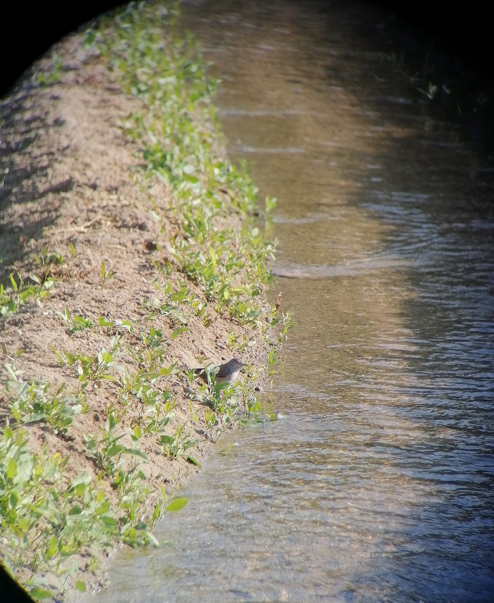 Barred Warbler - ML645774217