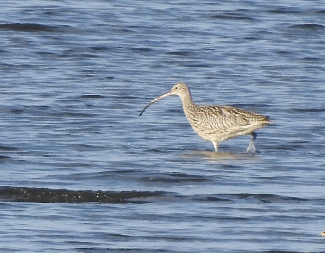 østspove - ML645774218