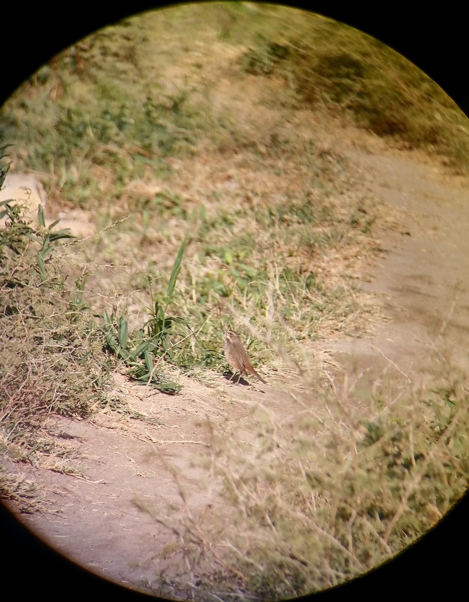 Bluethroat - ML645774220