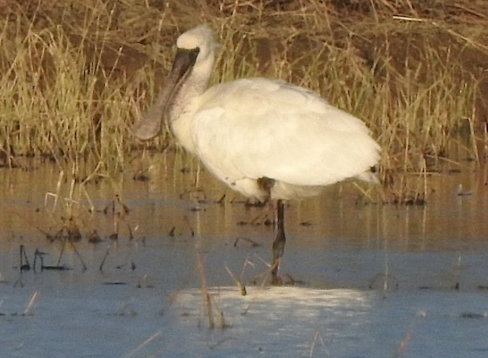 kinaskjestork - ML645774221