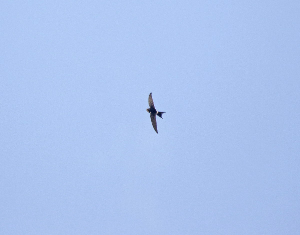 White-rumped Swift - ML645774222