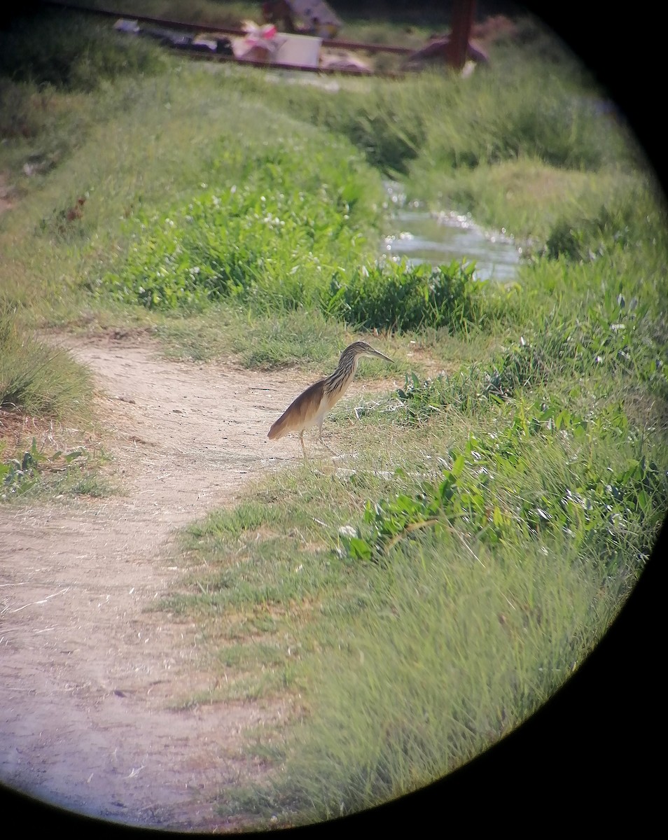 Squacco Heron - ML645774237