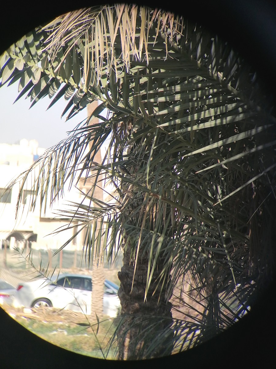 Masked Shrike - ML645774238