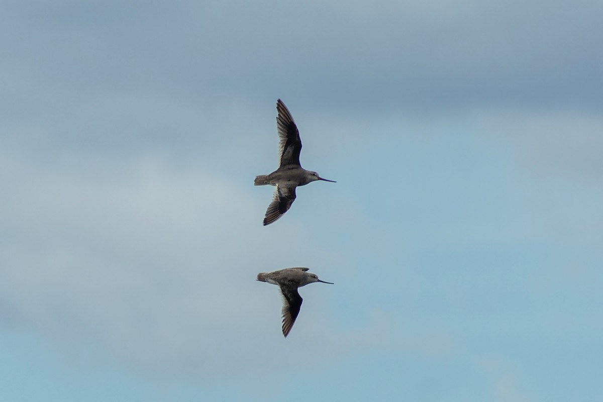 ביצנית אפורה - ML645774241