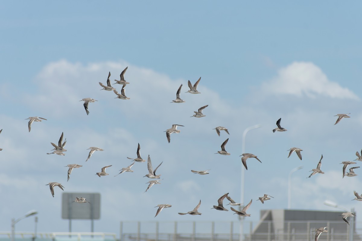 ביצנית אפורה - ML645774242