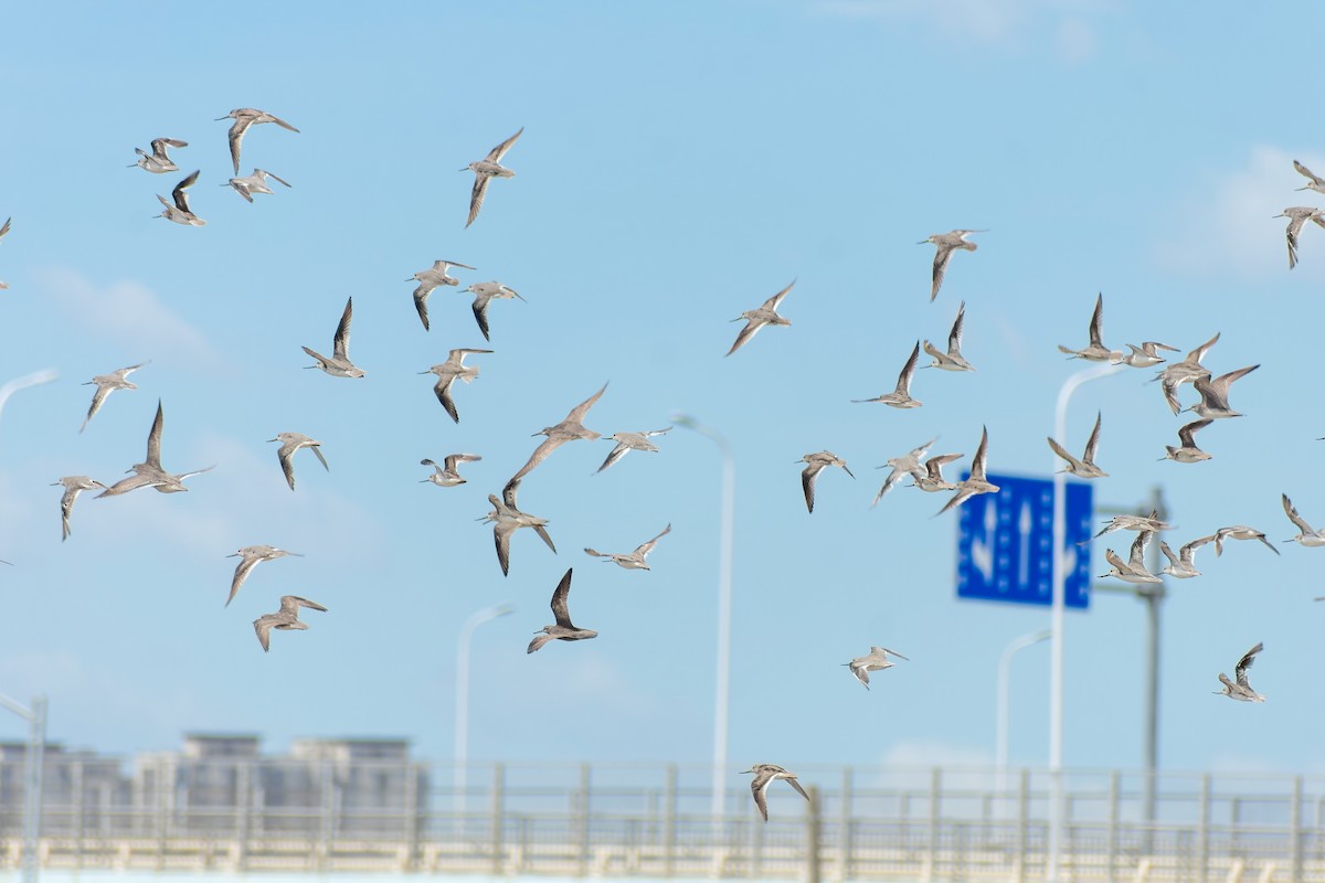 ביצנית אפורה - ML645774243